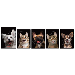 Zeszyt A5 60k linia Crazy...